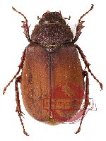 Melolonthinae sp. 13