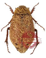 Melolonthinae sp. 14