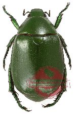 Anomala sp. 36