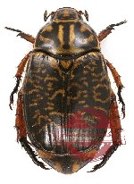 Anomala sp. 37 (Callistethus tigrinus)