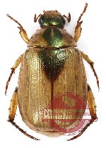 Mimela discoidea sumatrana