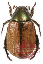 Anomala sp. 41