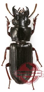 Carabidae sp. 19