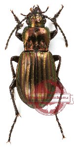 Carabidae sp. 20