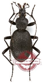 Cychrus caraboides