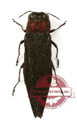 Agrilus sp. 28