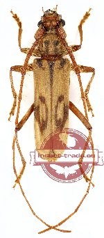 Zoodes fulguratus (A2)