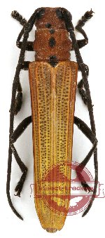 Nupserha multimaculata