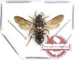 Hymenoptera sp. 95 (SPREAD)