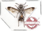 Hymenoptera sp. 94 (SPREAD)