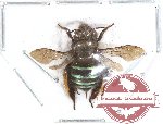 Amegilla sp. 3 (SPREAD) (A-)