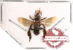 Hymenoptera sp. 100 (SPREAD)