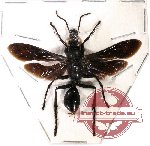 Hymenoptera sp. 98 (SPREAD)