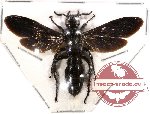 Scoliidae sp. 15 (SPREAD)