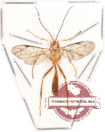 Ichneumonidae sp. mix (SPREAD)