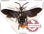 Scoliidae sp. 13 (SPREAD)