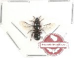 Hymenoptera sp. 96 (SPREAD)