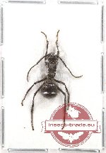 Formicidae sp. 32