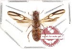 Formicidae sp. 23 (SPREAD)