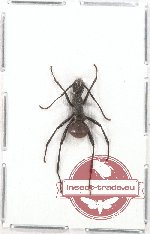 Polyrhachis armata defensa