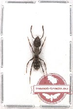 Formicidae sp. 33