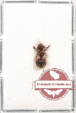 Formicidae sp. 29