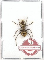 Formicidae sp. 31