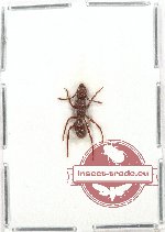 Gnampogenys costata