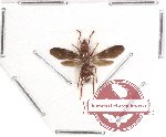 Formicidae sp. 26 (winged - SPREAD)