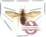 Formicidae sp. 24 (SPREAD)