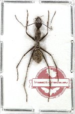 Camponotus camelinus