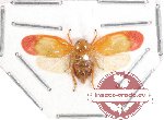 Homoptera sp. 3 (SPREAD)