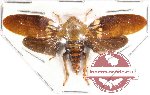 Cercopidae sp. 5A (SPREAD) (10 pcs)