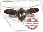 Cercopidae sp. 25A (SPREAD)