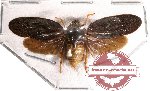 Cercopidae sp. 26B (SPREAD)