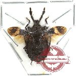 Pentatomidae sp. 8 (SPREAD)