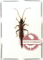 Dermaptera sp. 7