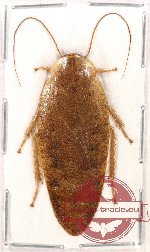 Blattodea sp. 31