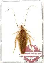 Blattodea sp. 32