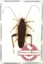 Blattodea sp. 33