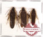 Blattodea sp. 33 (3 pcs A2)