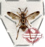 Hymenoptera sp. 97A (SPREAD)