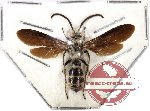 Scoliidae sp. 12 (SPREAD) (10 pcs)