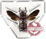 Hymenoptera sp. 97 (SPREAD)