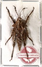 Orthoptera sp. 35 (10 pcs)