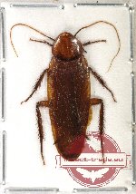 Blattodea sp. 30