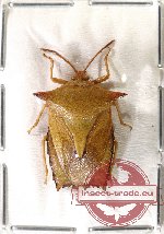 Pentatomidae sp. 7