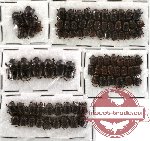 Scientific lot no. 15 (Onthophagini) (86 pcs)