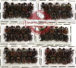 Scientific lot no. 19 (Onthophagini) (64 pcs)