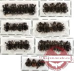 Scientific lot no. 13 Coprophaga (30 pcs)